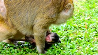 Cute new baby try hug mom. by Wild Monkey 1,135 views 8 months ago 10 minutes, 53 seconds