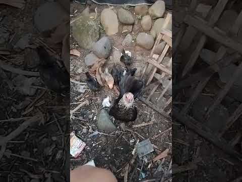 anakan ayam kate usia 3 minggu 8 ekor diasuh langsung oleh indukanya.