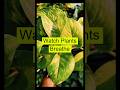 Watch plants breathe 🌱 🤩 #shorts #youtubeshorts #shortsfeed