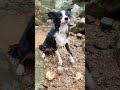 Border collie obedience