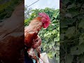 #chicken #rooster #chickenlover