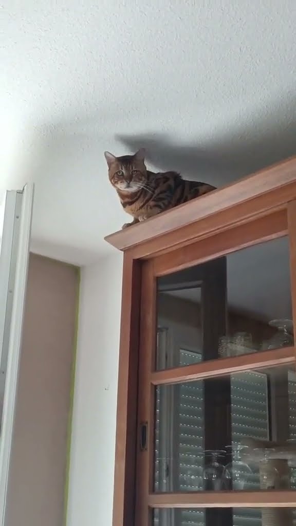 c magnifique vidéo chat