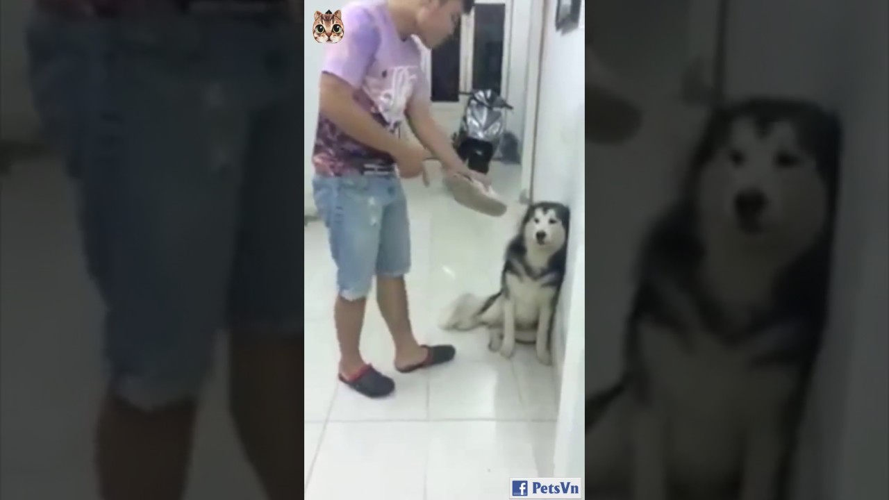 When the dog bite your shoes YouTube