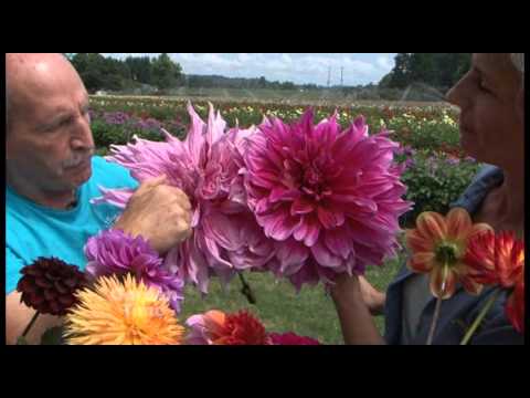 Dahlia Varieties