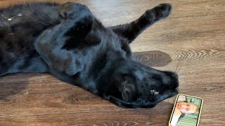 Luna the panther calls Vova😸😂(ENG SUB) by Luna_the_pantera 94,067 views 8 days ago 9 minutes, 35 seconds