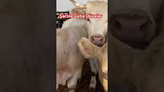 Altın Kızlar Konya Ilgın Hayvan Pazarında Üyükbaş Üyükbaşhayvancılık