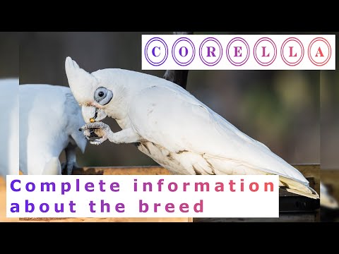 Corella. Pros and Cons, Price, How to choose, Facts, Care, History