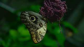 Krohn Conservatory reopens with the 'Butterflies of Bali'