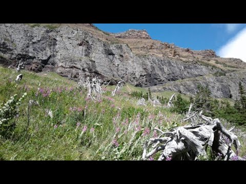 تصویری: تازگی بومادران