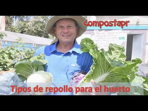 Video: Repollo Morado Bola de Rubí – Cómo Cultivar Plantas de Repollo Bola de Rubí