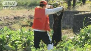 富山・滑川市で親子グマ出没　親を射殺、子は捕獲（10/10/17）