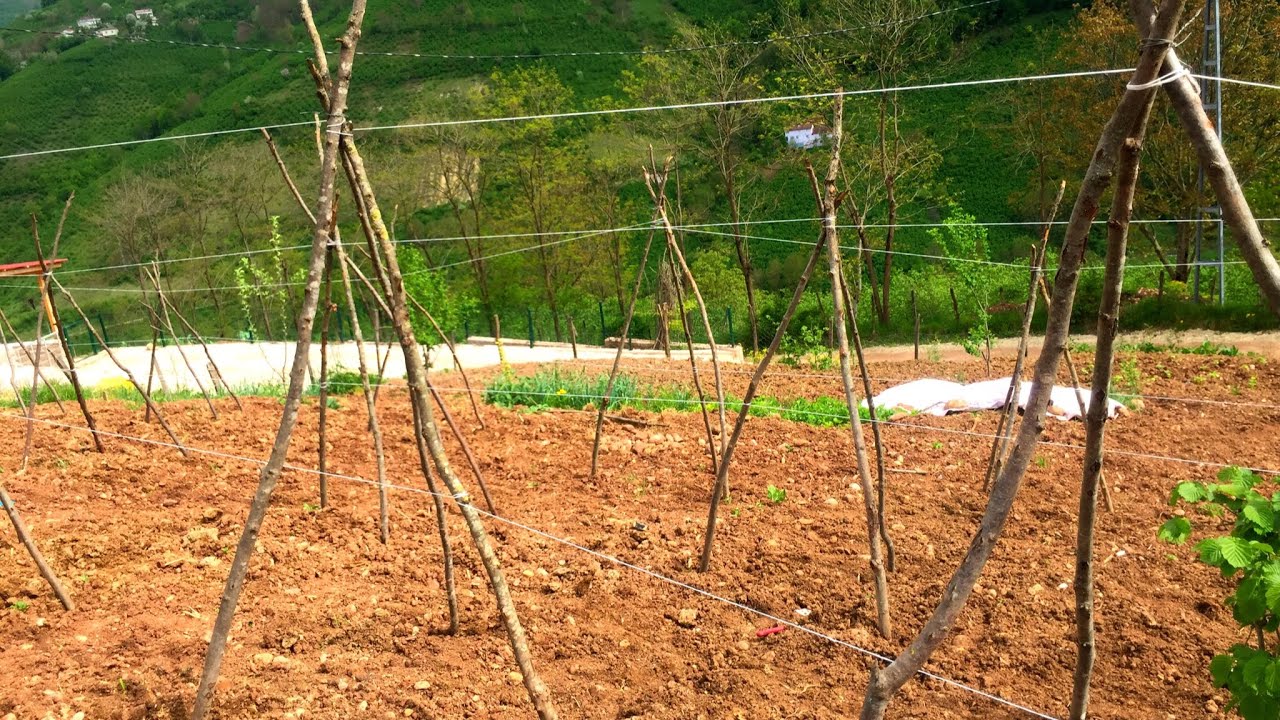 MUCİZEVİ YÖNTEM | Fasülye Nasıl Ekilir | Bu Yöntemle 3 Kat Daha Fazla Ürün Elde Edeceksiniz 🌱