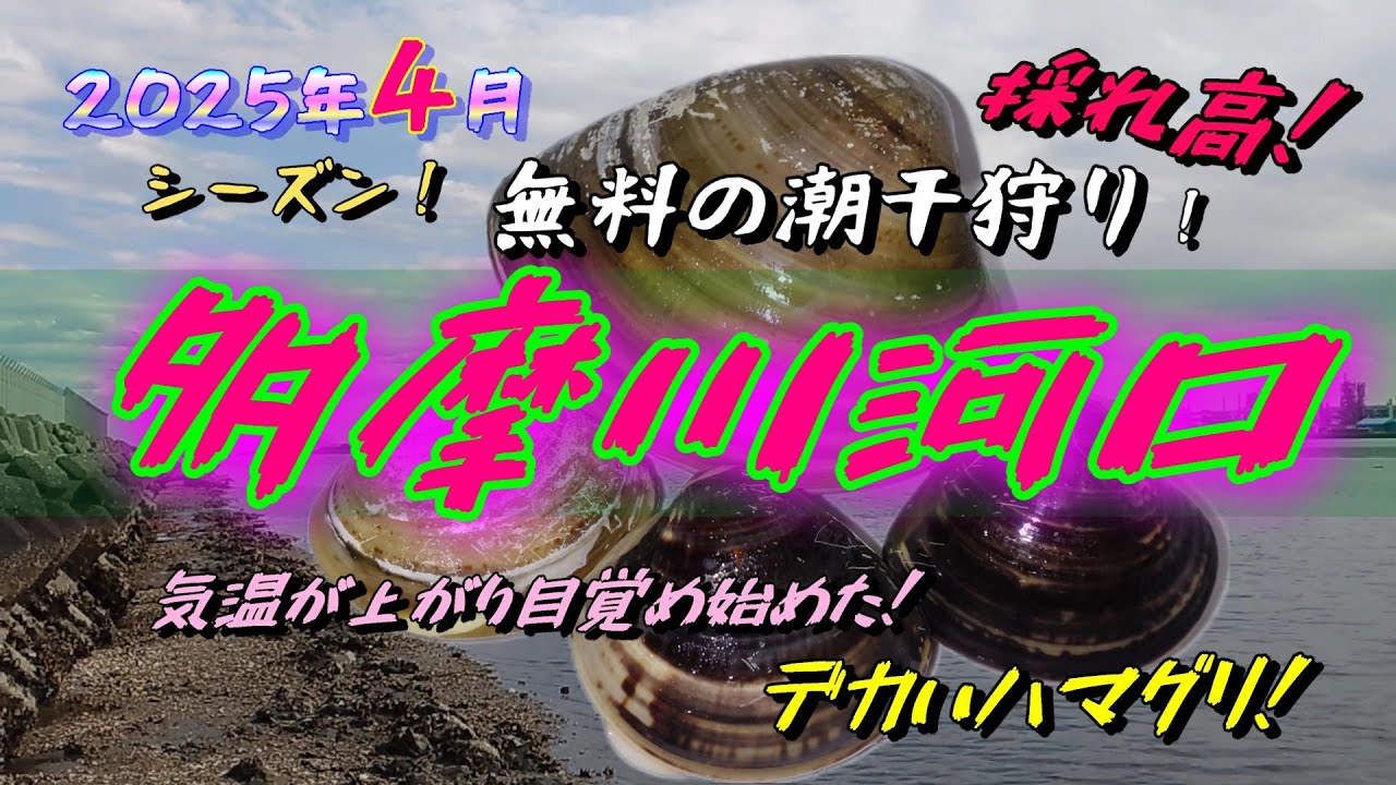 【2025】4月多摩川河口で無料潮干狩りデカいハマグリが獲れてしまう！貝の活性は上がってきております！