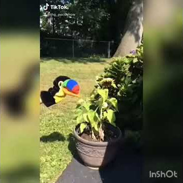 Paco's first Tik Tok video!