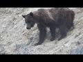 MOUNTAIN GOAT GRIZZLY BEAR ENCOUNTER IN CANADIAN ... - YouTube