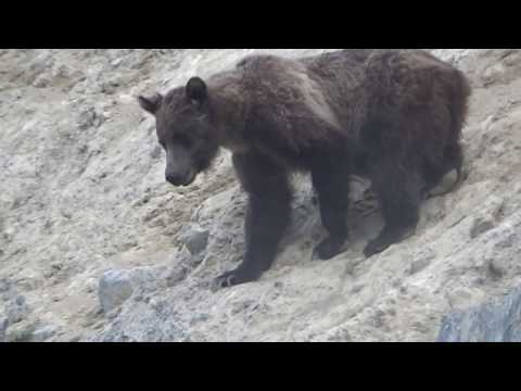 Video: Alpine Zoo (Alpen Zoo) maelezo na picha - Austria: Innsbruck