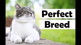 The Ultimate Guide to Choosing the Perfect Cat Breed for Your Lifestyle #catbreeds #petlovers