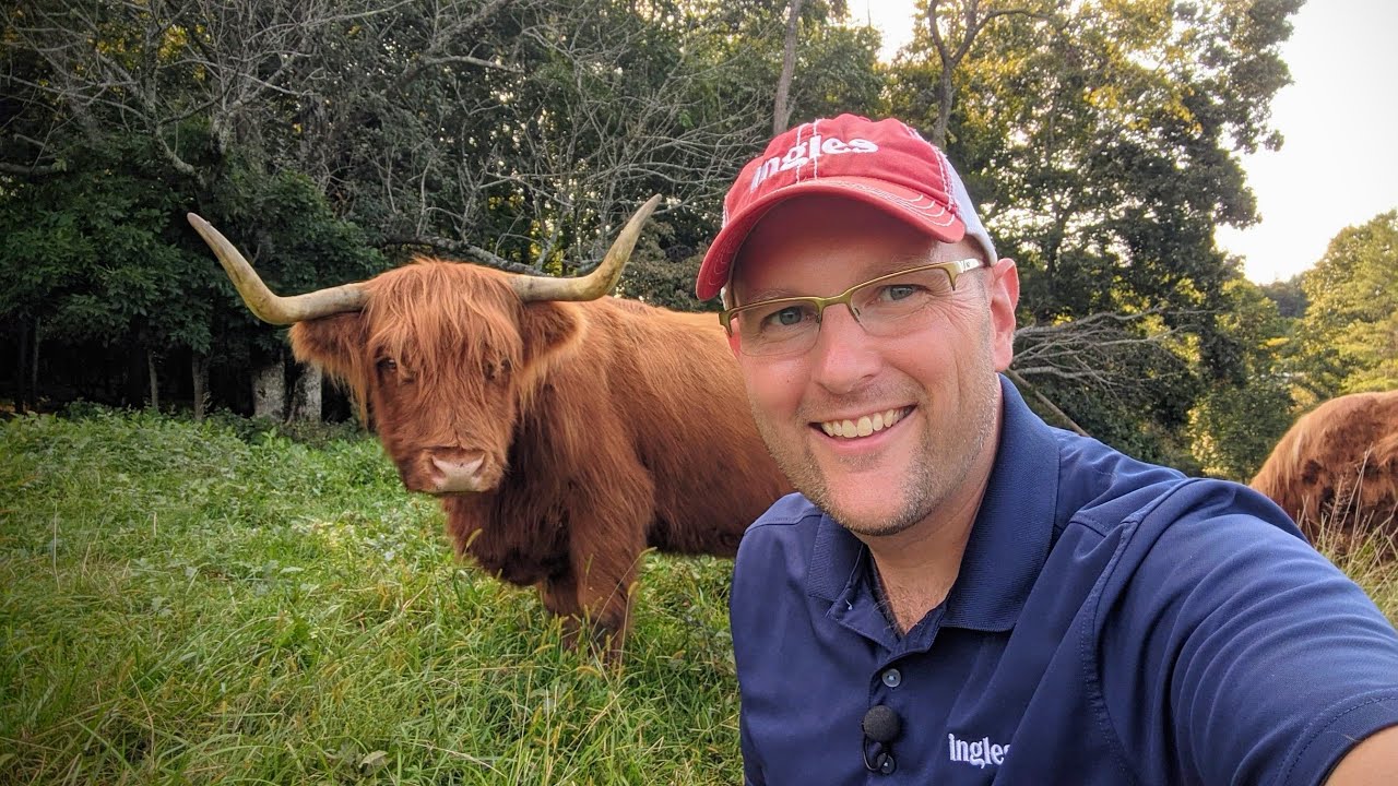 Highland Calf, Happy Hens & Highlands Farm