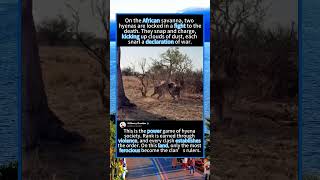 Hyena vs Hyena: Brutal Power Struggle #Hyena #Wildlife #AnimalFight