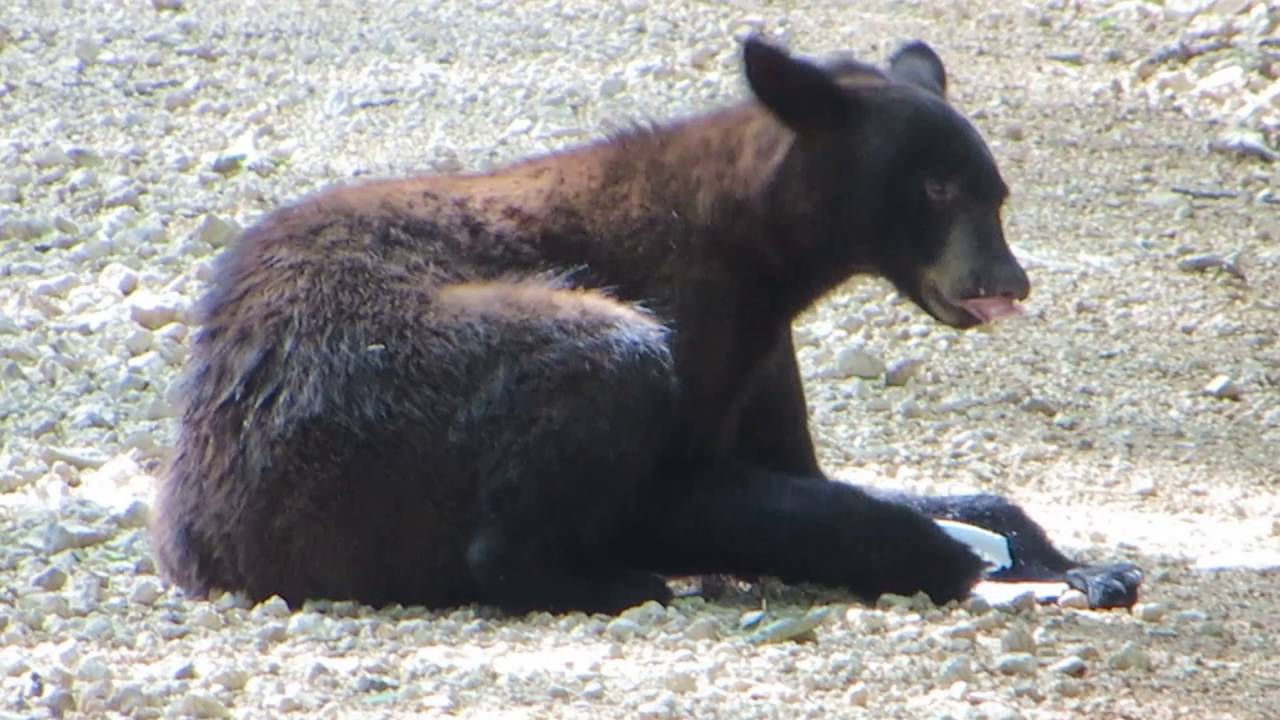 Black Bear at J.T. Nickel Preserve