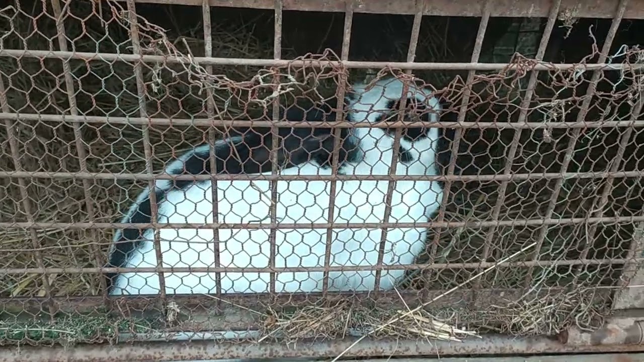 Clip informativ- sfaturi despre fătarea iepuroaicelor