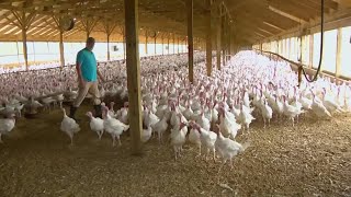 Turkey prices surge ahead of Thanksgiving holiday