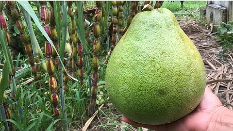 Bưởi Ruby Thái Lan- ăn nhiều rồi tự nhiên sẽ có kinh nghiệm nhận biết khi nào quả chín