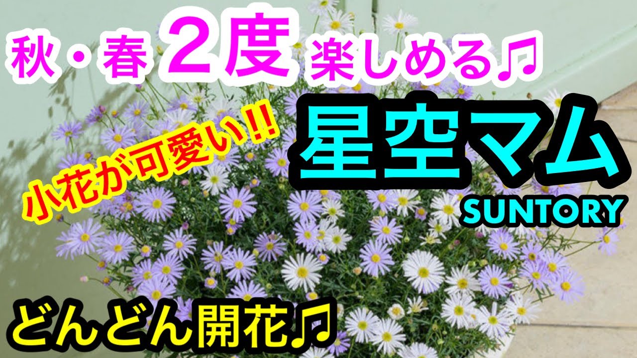『秋・春２度楽しめる❗️』高い開花持続性🌱星空マムは星空みたい😊