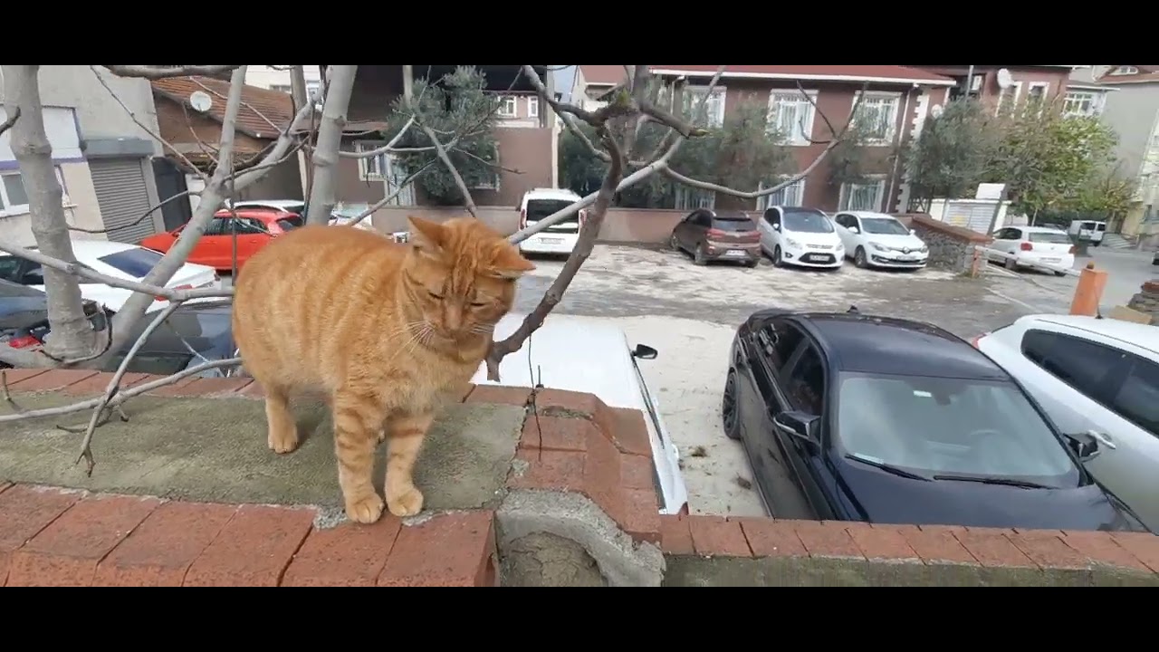 Veysel AYDIN, Üsküdar Harun Ekşi Camii 14 Aralık 2022 Uşşak Makamı Öğle Ezanı (Osmanağa'dan merkezi)