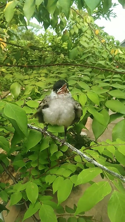 anak burung kutilang memanggil induknya