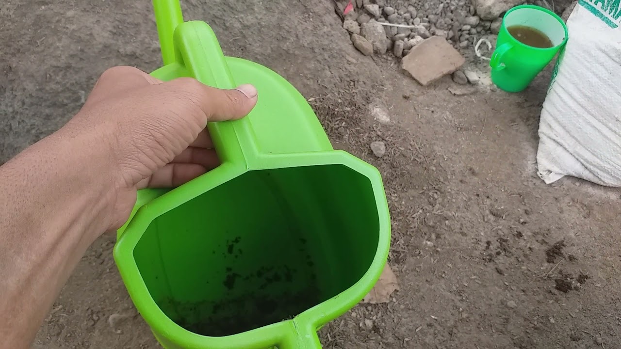 cara membasmi hama uret/ku uk pada tanaman jahe merah