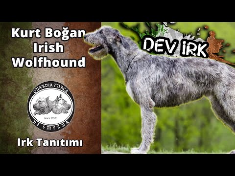 Video: Bu 73 İrlandalı Wolfhounds bir Hayvan İstifası Durumundan Kurtarıldı