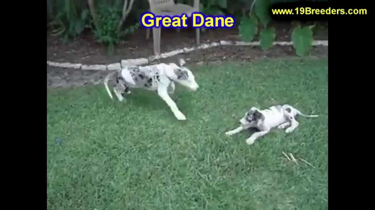 Great Dane, Puppies, Dogs, For Sale, In Chicago, Illinois ...