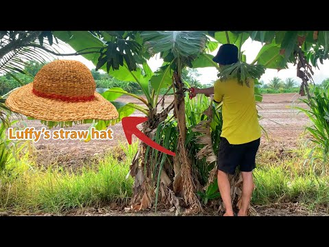 make Luffy's straw hat with banana leaf - Tin DIY