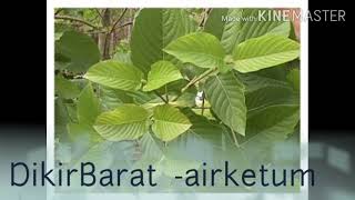 Video thumbnail of "Dikir Barat - ketum Patani"