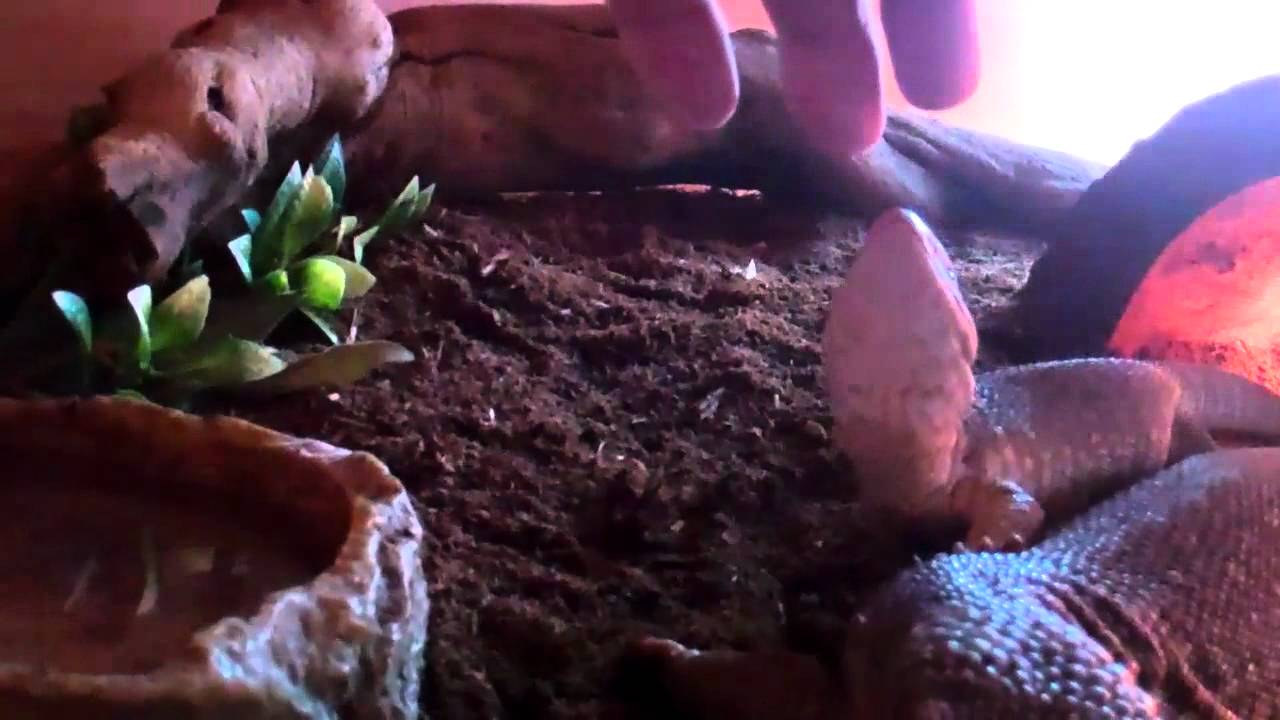 tarantula spider Bosc monitor lizards going crazy eating