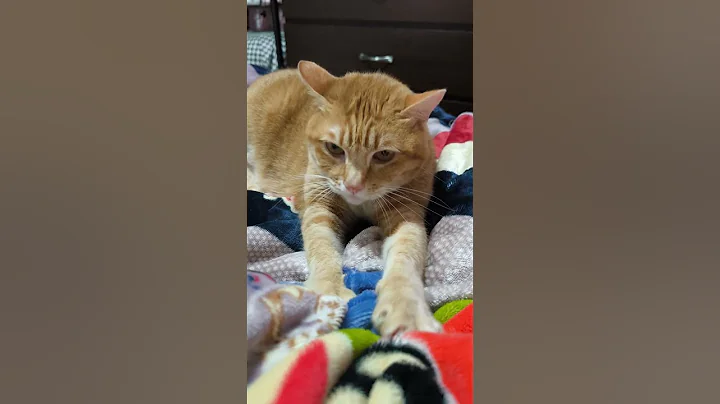 Watch the video about #cat #funny #catlover Billi shorts video #funny #pets 🐈