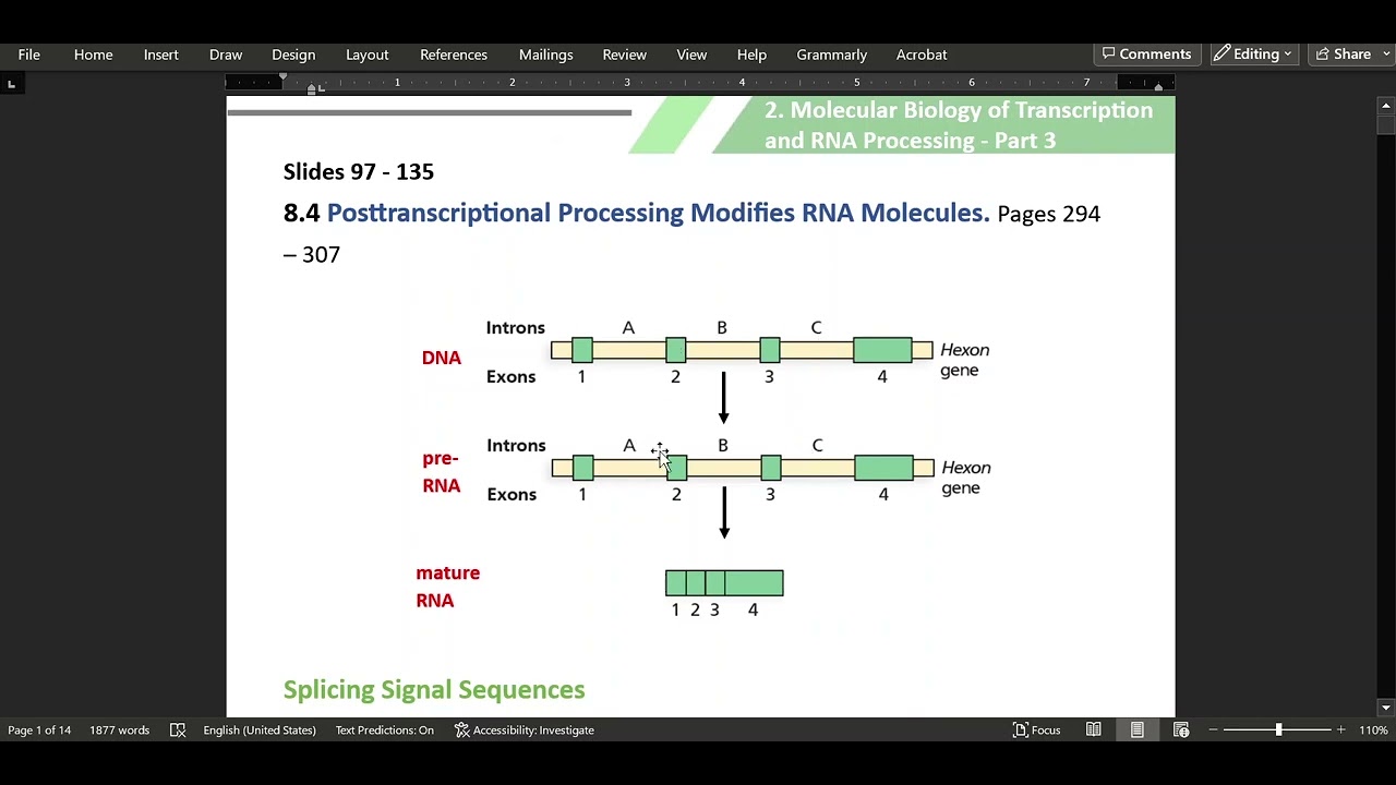 2. Molecular Biology of Transcription and RNA Processing - Part 3 - YouTube