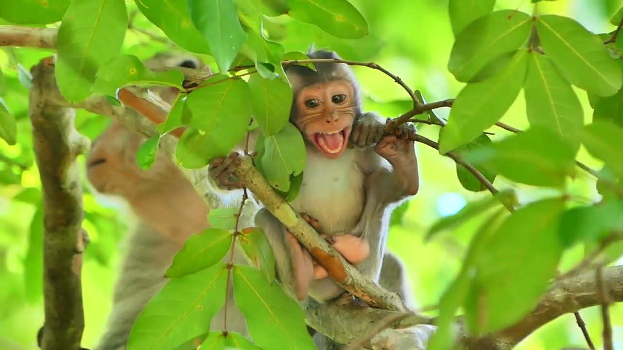 Little Monkey SANTO Cries On The Branch Tree So Loudly Mama Monkey SARA Can t Take Care Of Him 