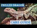 Frilled Dragon In-Depth Care Guide