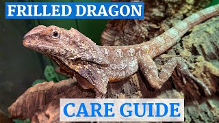 Frilled Dragon InDepth Care Guide