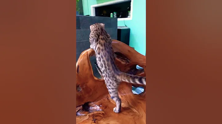 Video 11818881: cat kitten cute funnycats, cat kitten cute funny, kucing