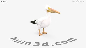 American White Pelican 3D model by 3DModels.org
