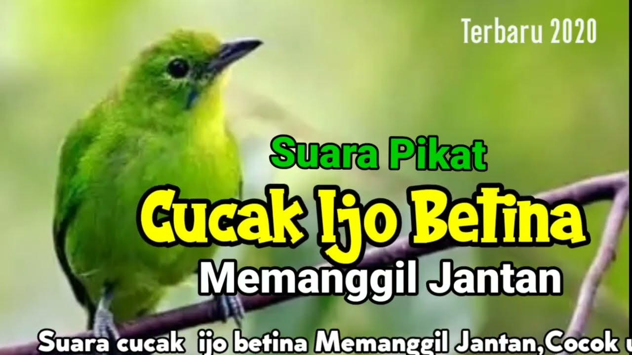 Cucak Ijo betina Memanggil Jantan,Cocok untuk pemikat dan pemancing Jantan Berbunyi