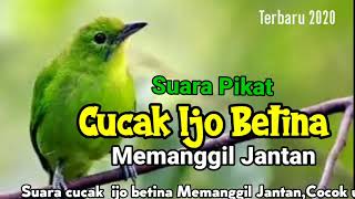 Cucak Ijo Betina Memanggil Jantancocok Untuk Pemikat Dan Pemancing Jantan Berbunyi