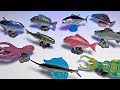 Sea Animals - Bluefin Tuna, Octopus, Trout, Sailfish, Red Sea Bream, Flatfish, Reef Squid, Sea Bass