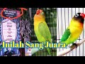 Lovebird Juara Nasional Mp3 - Mp4 Download
