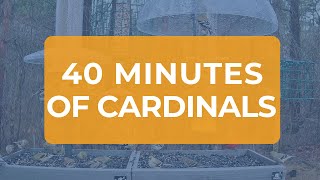 40 Minutes of Cardinals