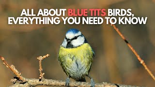 All about Blue Tits Birds, everything you need to know