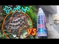 アシナガバチに凍殺ジェットで攻撃したらやばすぎた Paper wasps VS Quick freeze (to death) Spray